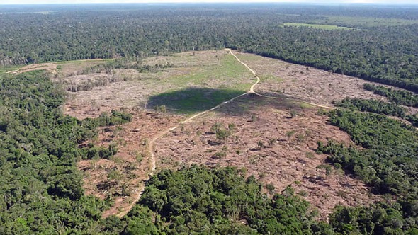 99% do desmatamento no Brasil em 2019 foi ilegal, segundo o relatório